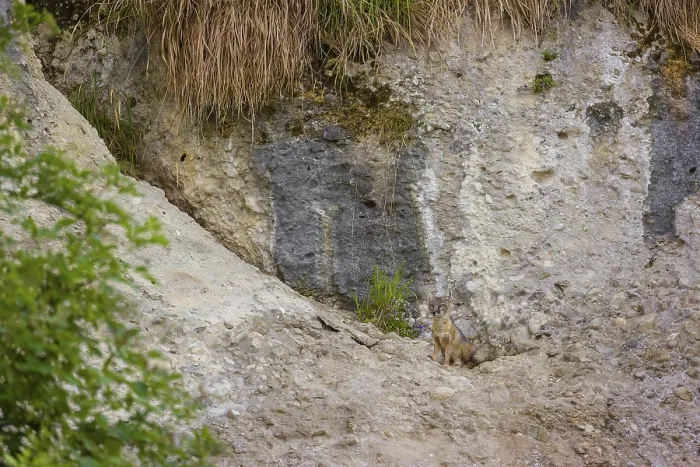 Framed Print : A Corsican fox (Vulpes corsac) standing on a ledge in a rock face