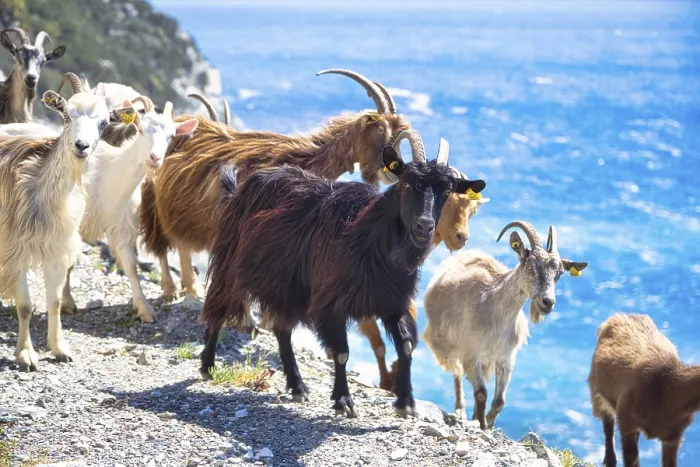 Framed Print : Corsican goats at Cap Corse, Haute-Corse Framed Print : Corsican goats at Cap Corse, Haute-Corse