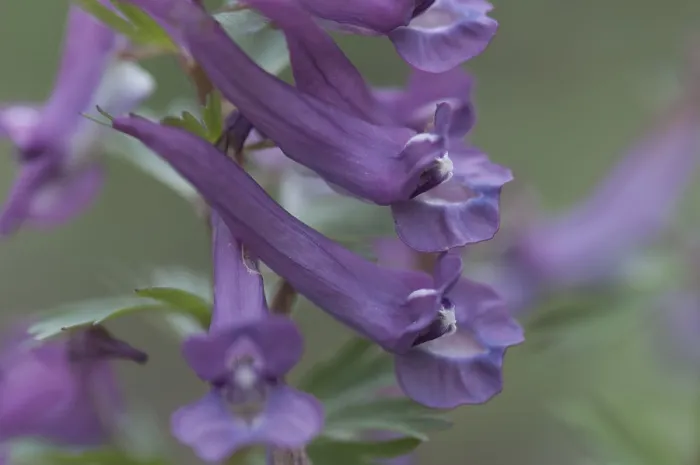 Framed Print : Corydalis solida (Corydalis solida) Framed Print : Corydalis solida (Corydalis solida)