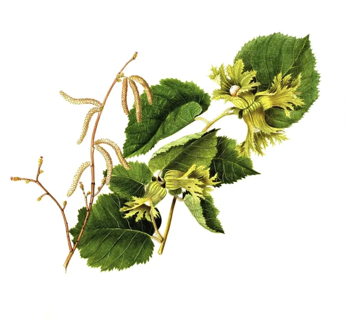 Framed Print : Corylus americana, American hazelnut