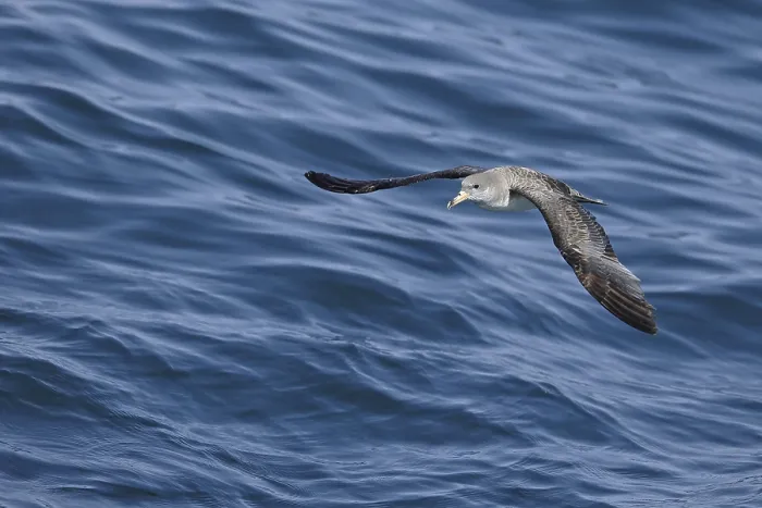 Framed Print : Cory's Shearwater (Calonectris borealis) adult Framed Print : Cory's Shearwater (Calonectris borealis) adult