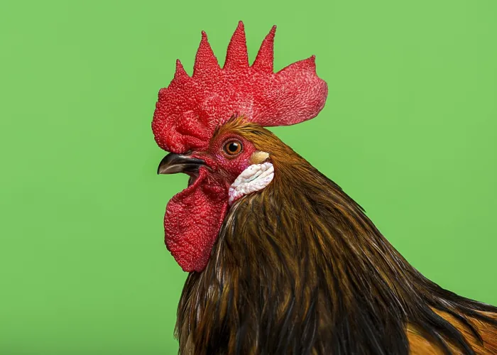 Framed Print : Cose-up of a Bassette rooster against green background