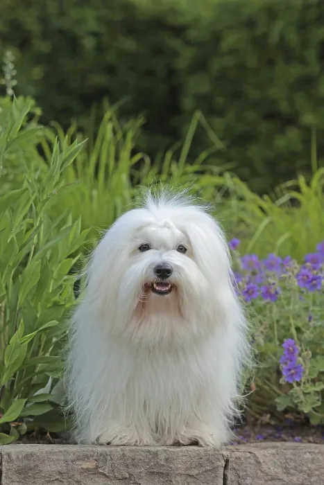 Framed Print : Coton de Tulear, cotton dog