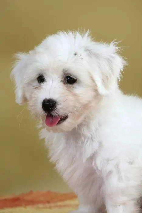 Framed Print : Coton de Tulear, puppy, 8 weeks