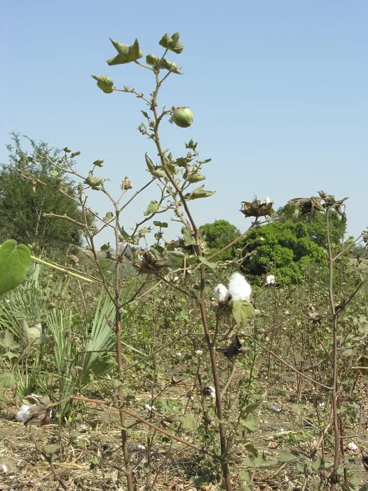 Framed Print : Cotton bush, common cotton (Gossypium herbaceum)