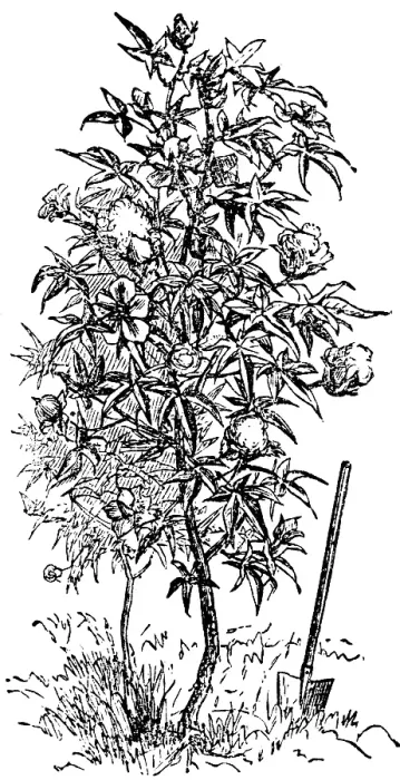 Framed Print : Cotton or cotton plant, (Gossypium) useful plant, spade, biology, USA, historical illustration 18888, North America