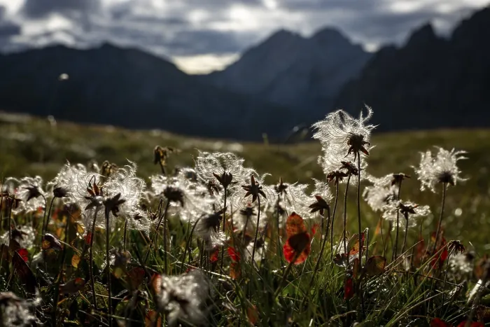 Framed Print : Cotton grass in a meadow with Montafon mountains in the background