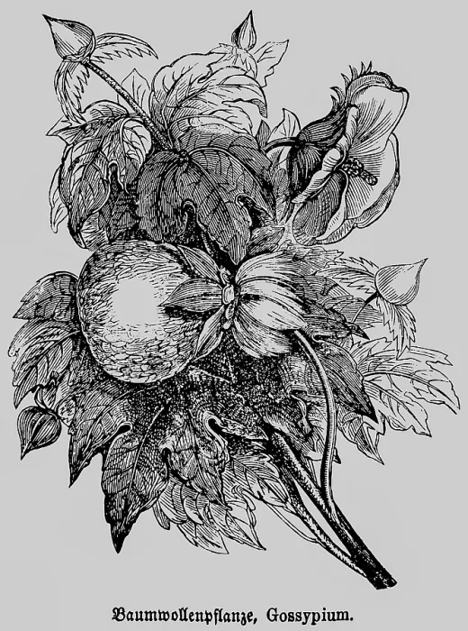 Framed Print : Cotton plant (Gossypium) with leaves and cotton boll Framed Print : Cotton plant (Gossypium) with leaves and cotton boll