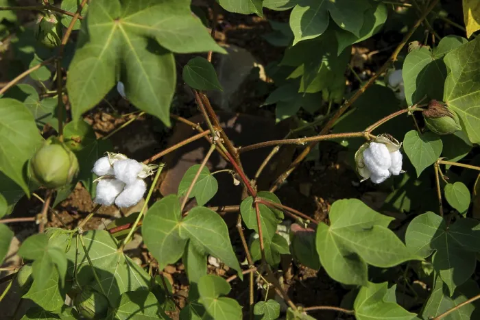 Framed Print : Cotton plant, Gujarat, India, Asia