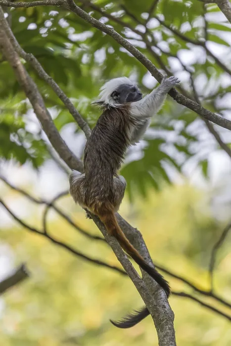 Framed Print : One cotton-top tamarin (Saguinus oedipus)is sitting in a tree