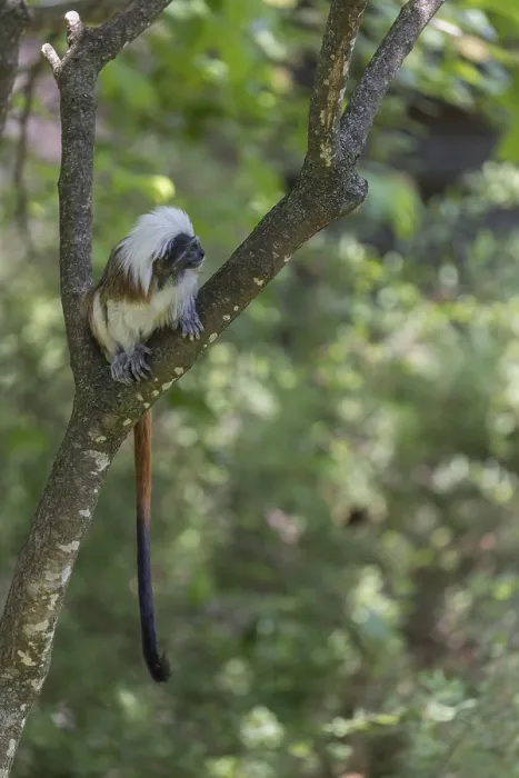Framed Print : One cotton-top tamarin (Saguinus oedipus)is sitting in a tree Framed Print : One cotton-top tamarin (Saguinus oedipus)is sitting in a tree