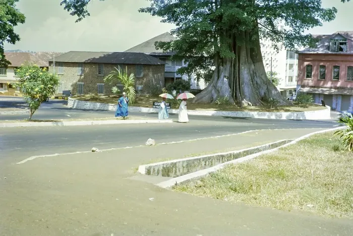 Framed Print : Cotton Tree roundabout, famous kapok tree, Ceiba Pentandra, city centre of Freetown, Sierra Leone, West Africa 1963, Africa Framed Print : Cotton Tree roundabout, famous kapok tree, Ceiba Pentandra, city centre of Freetown, Sierra Leone, West Africa 1963, Africa