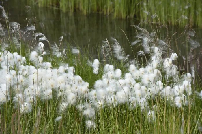 Framed Print : Cottongrass (Eriophorum) in a meadow