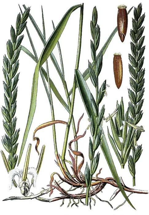 Framed Print : Couch grass (Triticum repens), medicinal plant Framed Print : Couch grass (Triticum repens), medicinal plant