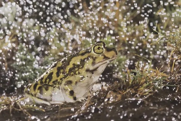 Framed Print : Couch's Spadefoot (Scaphiopus couchii)