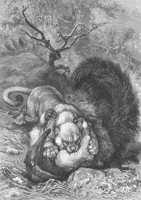 Framed Print : A Cougar has caught an anteater