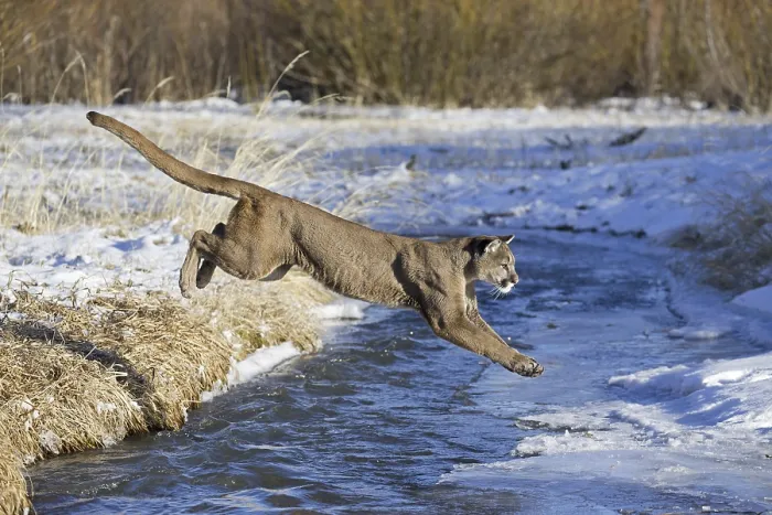 Framed Print : Cougar (Cougar concolor) adult