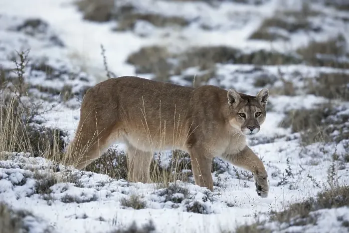 Framed Print : Cougar (Cougar concolor), adult female walking in the snow