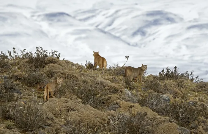 Framed Print : Cougar (Cougar concolor) female with cubs