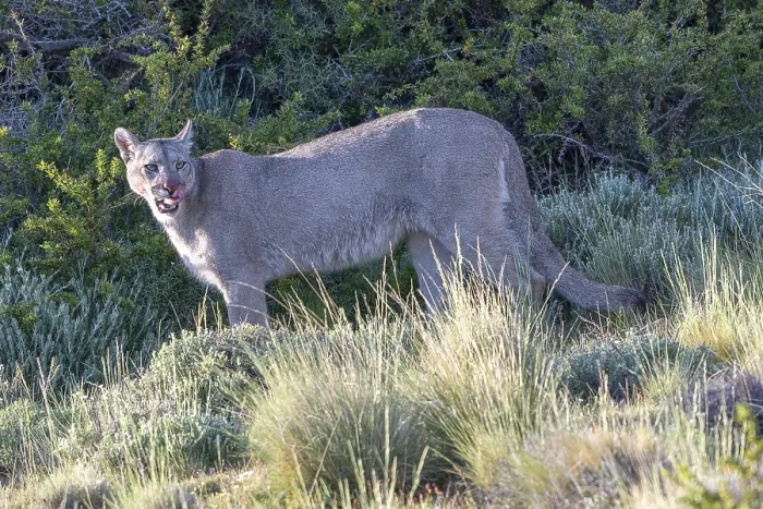 Framed Print : Cougar (Cougar concolor), silver lion