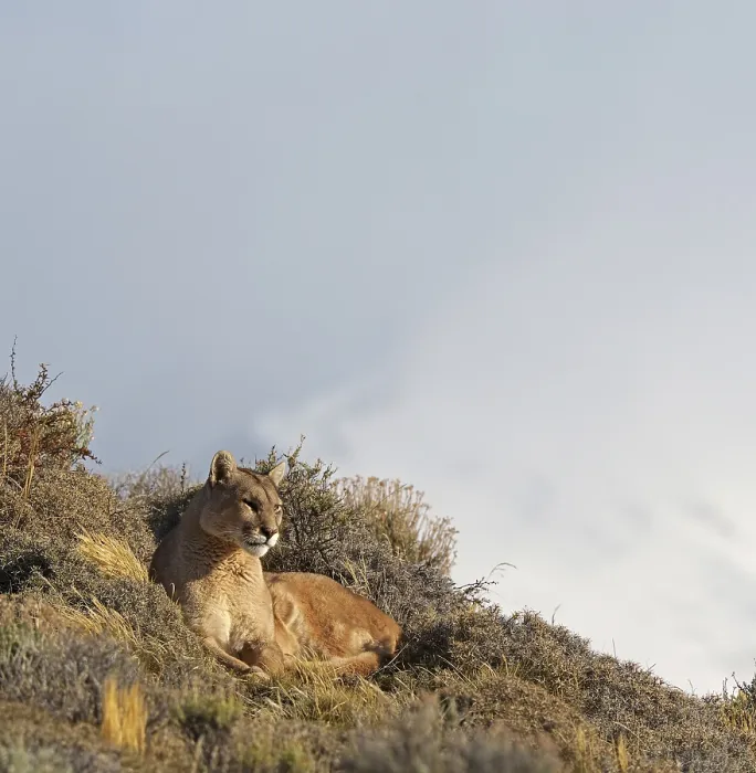 Framed Print : Cougar (Cougar concolor), Torres del Paine National Park
