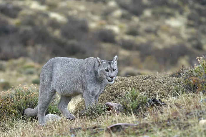 Framed Print : Cougar (Cougar concolor), Torres del Paine National Park