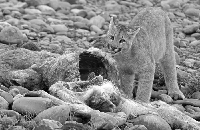 Framed Print : Cougar (Cougar concolor) young feeding