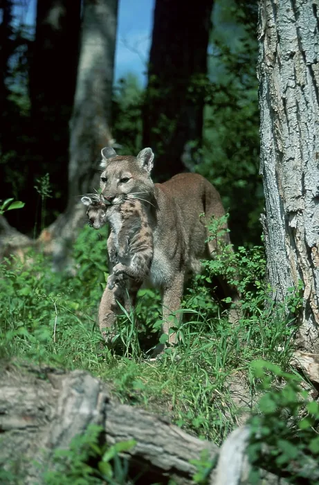 Framed Print : Cougar, female carrying cub (Felis concolor) Framed Print : Cougar, female carrying cub (Felis concolor)