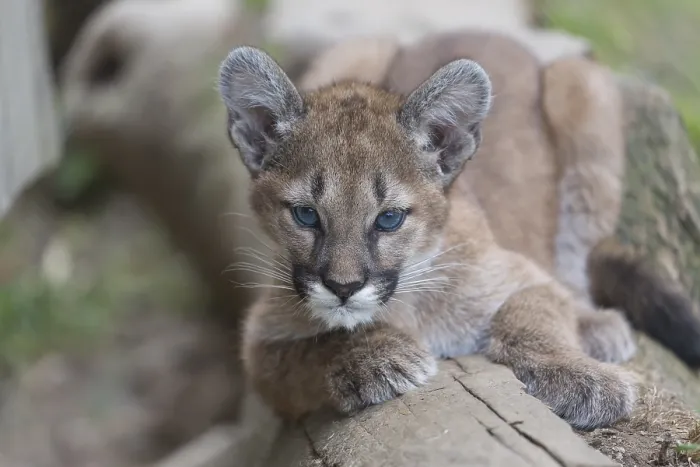 Framed Print : One cougar kitten, Puma concolor