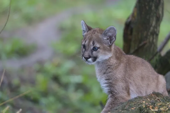 Framed Print : One cougar kitten, Puma concolor Framed Print : One cougar kitten, Puma concolor