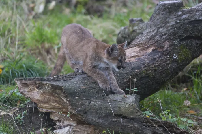 Framed Print : One cougar kitten, Puma concolor