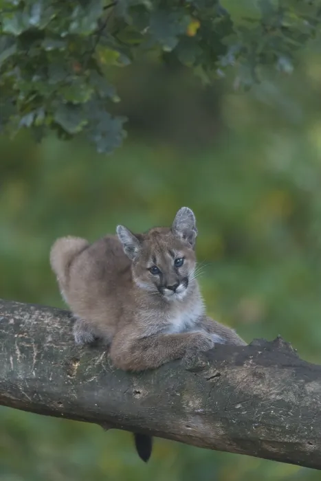 Framed Print : One cougar kitten, Puma concolor Framed Print : One cougar kitten, Puma concolor