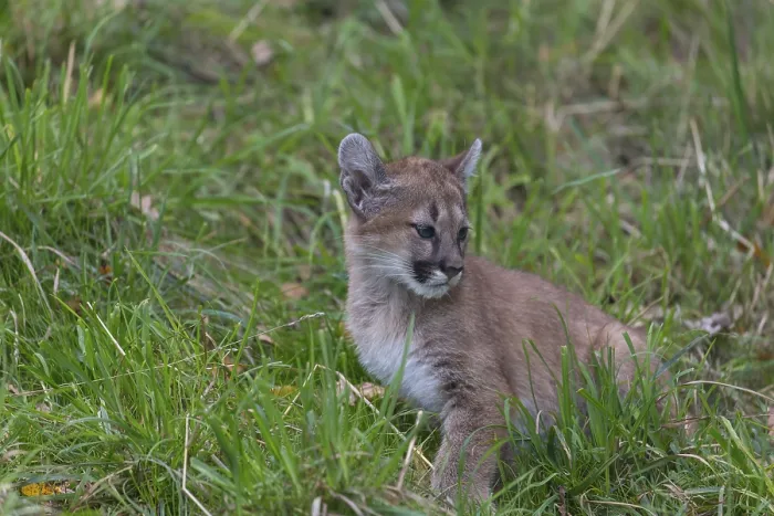 Framed Print : One cougar kitten, Puma concolor