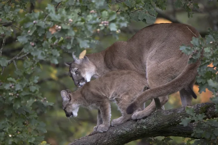 Framed Print : One cougar mother, Puma concolor