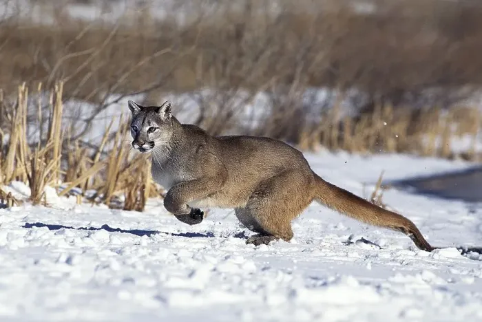 Framed Print : Cougar (puma concolor), Adult running on Snow Framed Print : Cougar (puma concolor), Adult running on Snow