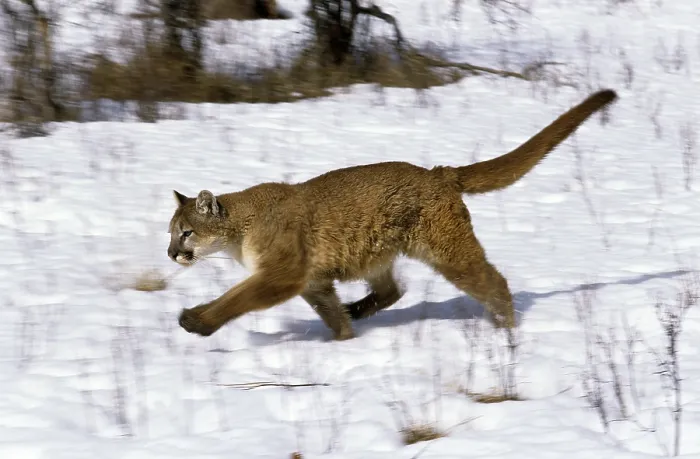 Framed Print : Cougar (puma concolor), Adult running on Snow