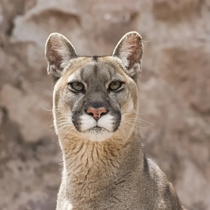Framed Print : Cougar (Puma concolor) portrait