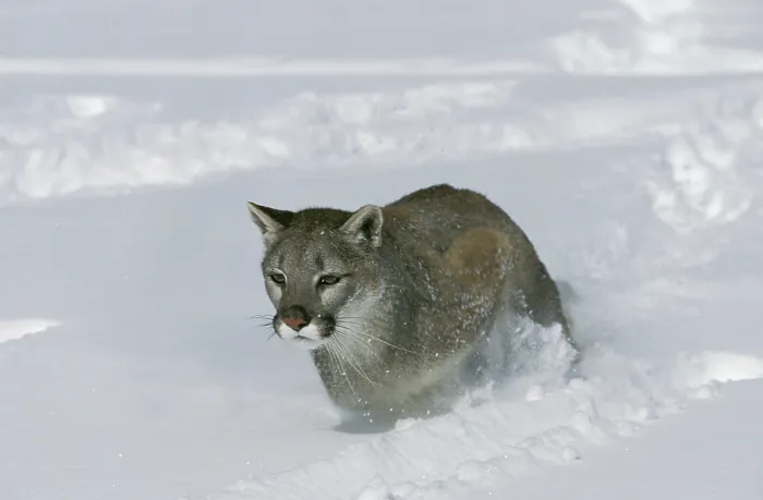 Framed Print : Cougar (puma concolor), standing on Snow, Montana Framed Print : Cougar (puma concolor), standing on Snow, Montana
