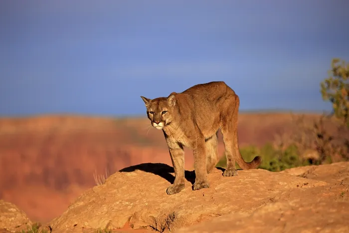 Framed Print : Cougar, Puma or Mountain Lion (Puma concolor)