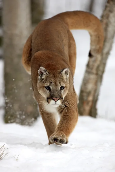 Framed Print : Cougar or Puma (Puma concolor, Felis concolor)