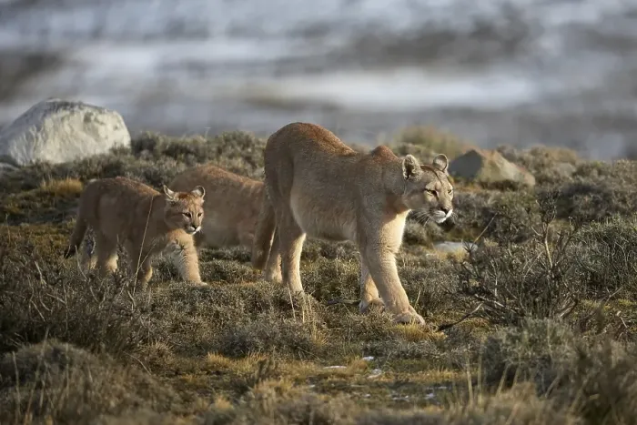 Framed Print : Cougars (Cougar concolor), dam with young animals in the tundra