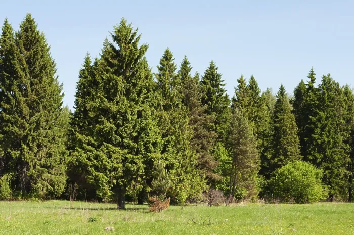 Framed Print : Country landscape, green spruce trees on the edge of the forest