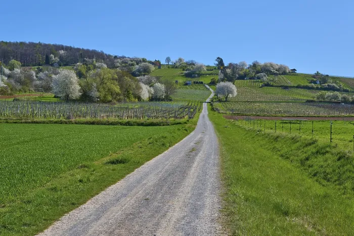 Framed Print : A country lane leads through a green spring landscape with blossoming trees and a sunny blue sky