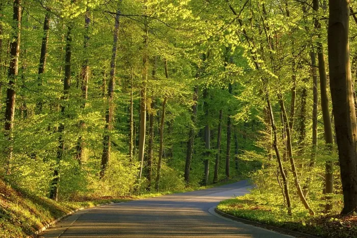 Framed Print : Country road through beech forest in spring Framed Print : Country road through beech forest in spring