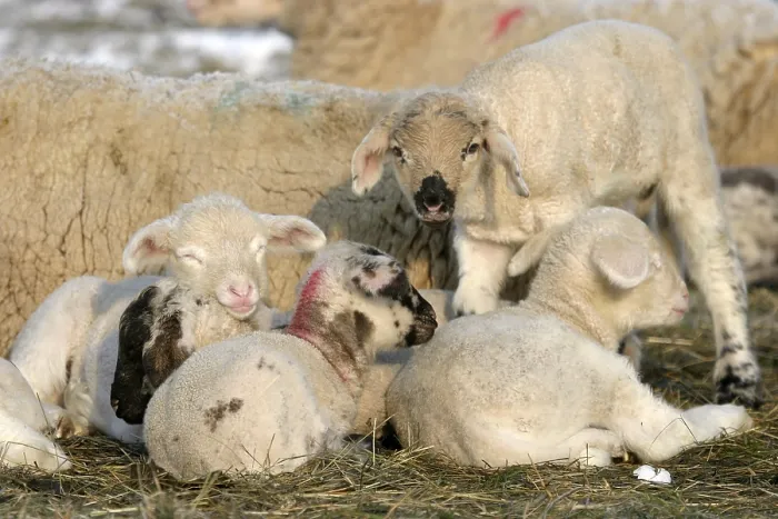 Framed Print : Country sheep Framed Print : Country sheep