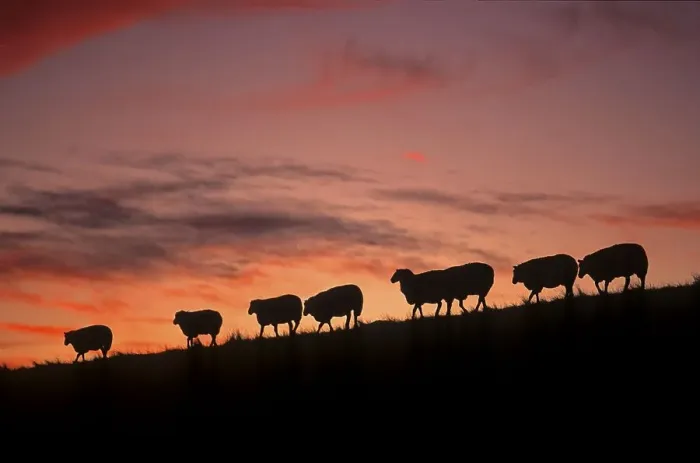 Framed Print : Country sheep, domestic sheep, flock of sheep at the dike Framed Print : Country sheep, domestic sheep, flock of sheep at the dike