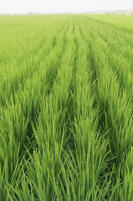Framed Print : Countryside rice field in southern Japan at calm rainy weather