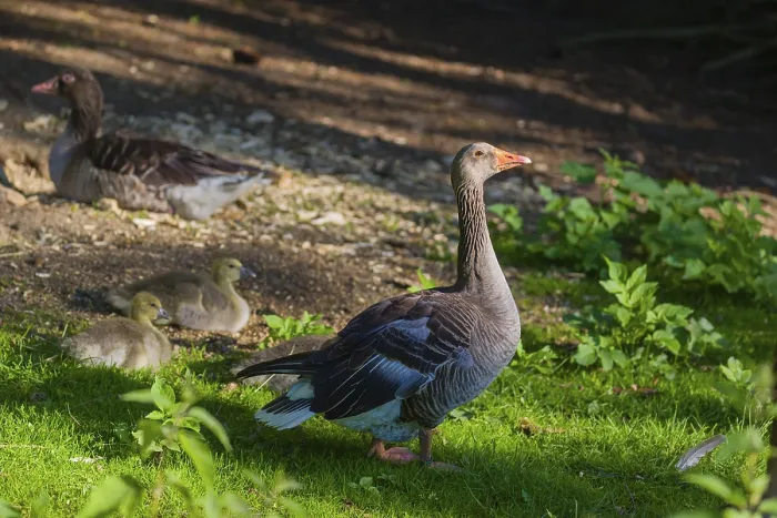 Framed Print : One couple of adult Greylag Goose Framed Print : One couple of adult Greylag Goose