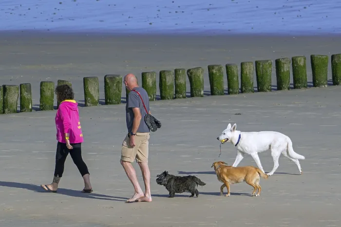 Framed Print : Couple of dog owners walking along the coast with their three unleashed dogs on sandy beach in summer Framed Print : Couple of dog owners walking along the coast with their three unleashed dogs on sandy beach in summer