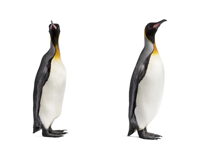 Framed Print : Couple of King penguin isolated on white Framed Print : Couple of King penguin isolated on white